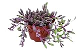 Live Succulent 4' Othonna Capensis Ruby Necklace, Succulents Plants Live, Succulent Plants Fully Rooted, House Plant for Home Office Decoration, DIY Projects, Party Favor Gift by The Succulent Cult