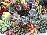 10 Assorted Live Succulent Cuttings, No 2 Succulents Alike, Great for Terrariums, Mini Gardens, and as Starter Plants by The Succulent Cult