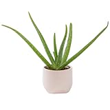 Costa Farms Aloe Vera, Live Succulent Plant, Indoor Houseplant in Premium Ceramic Décor Planter, Natural Air Purifier, Living Room, Tabletop, Office Desk Décor, Plant Lover Gift, 10-12 Inches Tall
