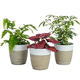 Costa Farms Live Plants (3 Pack), Indoor Houseplants in Planter Pots, Air Purifiers in Potting Soil, Home Decor, Bedroom Decor, New Home Gift, Birthday Gift, Outdoor Garden Gift, Clean Air Collection
